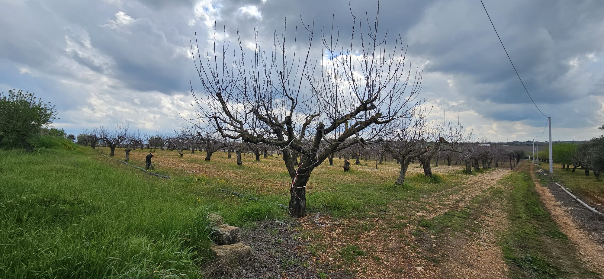Terreno di 33.700 mq ca. con Fabbricato Rurale